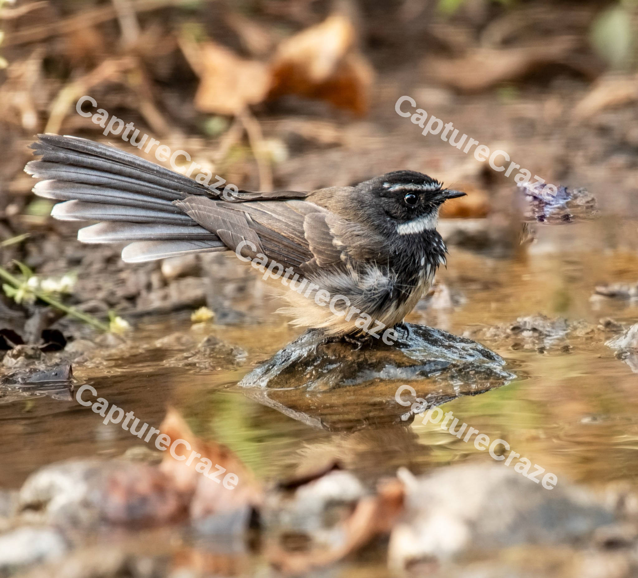 A Bird sitting on a rock
